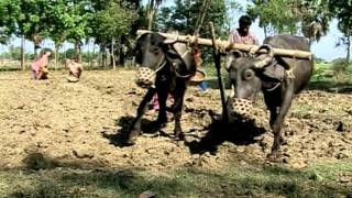 Vidéo JMA 2008: S'adapter au changement climatique au Bangladesh