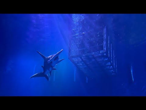 Diving with tiger sharks and great hammerheads using OTS Guardian full face mask