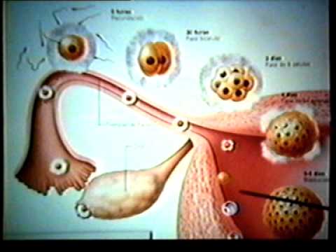Dr Eduardo Kremenchutzky - Embriología humana