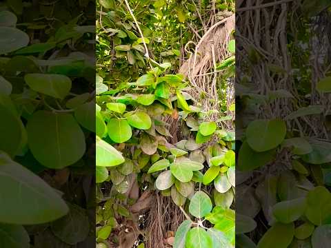 30 May 2025#naturelovers #nature #villageforests #milkplant