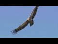 🦅 Griffon Vulture (Gyps fulvus) - Nature's Best Scavengers.
