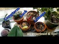 Long-term Luck with Lithops! My experience and tips