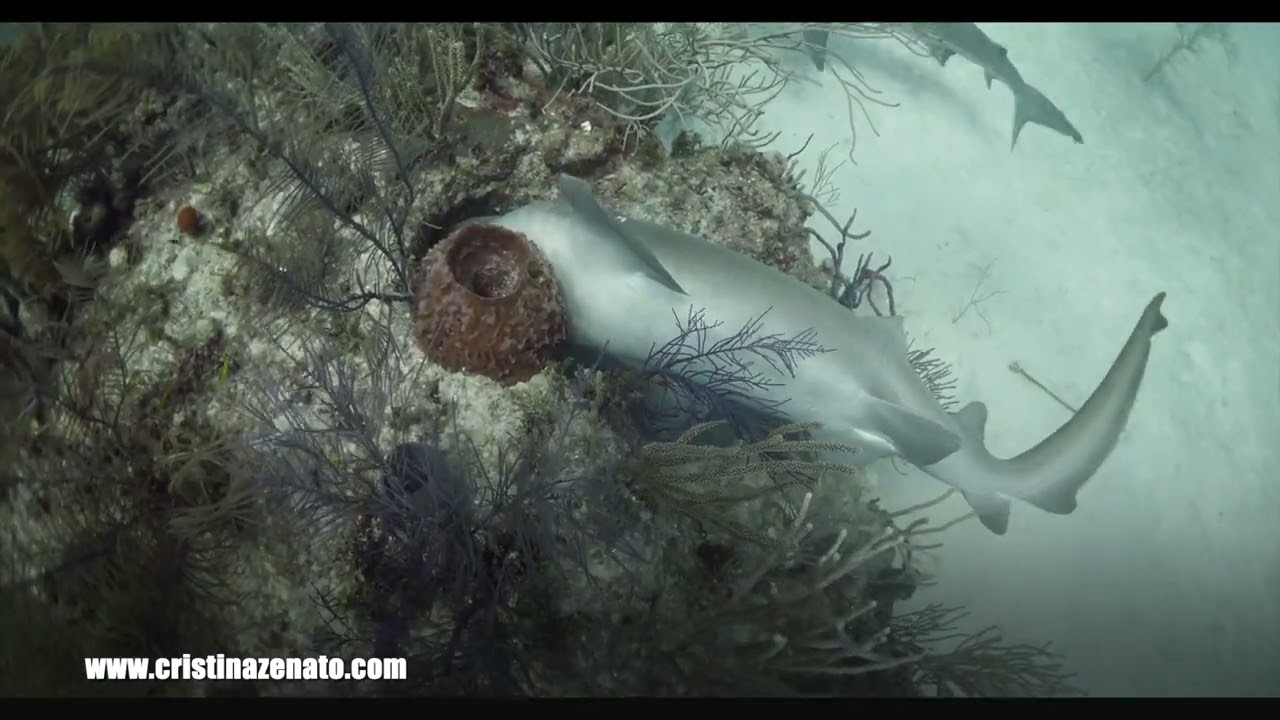 Do upside-down sharks die?