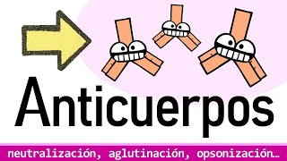 ANTICUERPOS ¿PARA QUÉ SIRVEN? | Isotipos y Funciones Efectoras