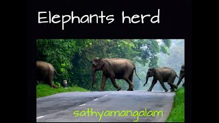 preview picture of video 'Sathyamangalam - Elephants herd crossing the road between cattles'