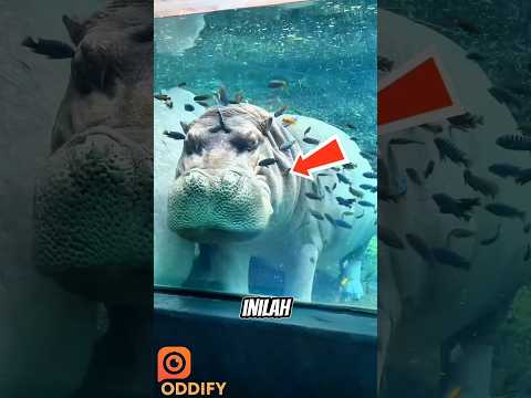 Rahasia Unik Kuda Nil Saat Tidur di Dalam Air