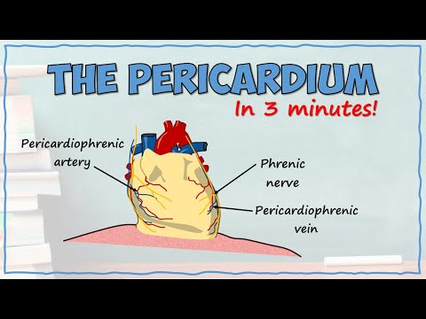 The Pericardium