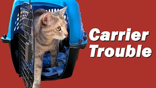 Cat Carriers: The Essentials