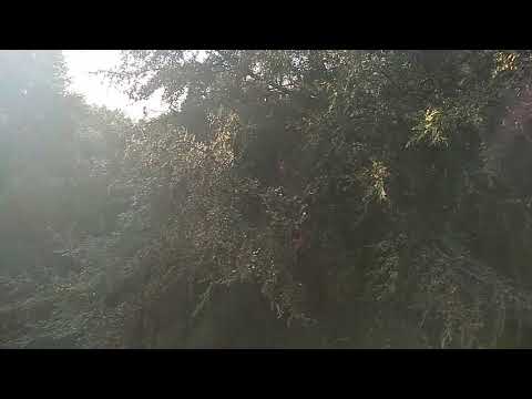 Greek Harehound in work