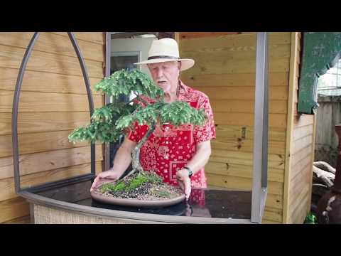 Plant City Bonsai  - Summer 2018