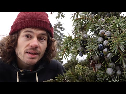 Spice and Incense: Juniper - Location, Characteristics, Ingredients, Effects, History, Incense