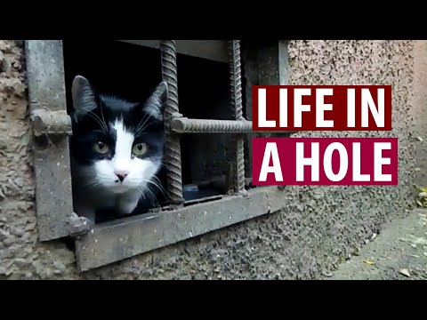 How Stray Cats Live in Russia