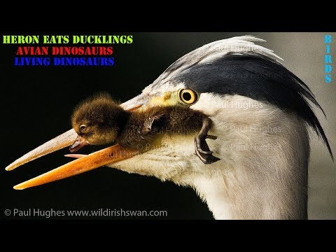 When a heron eats ducklings, there's nothing a mother duck can do to stop this predator from hunting