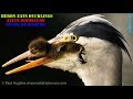 When a heron eats ducklings, there is nothing a mother duck can do to stop this animal hunting!