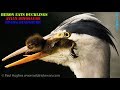 When A Heron Eats Ducklings There S Nothing A Mother Duck Can Do To Stop This Predator From Hunting