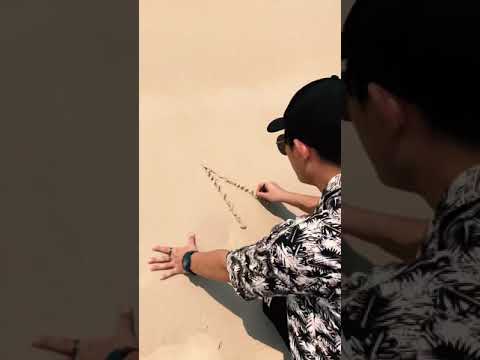 Project K “My Dream Girl” [Lyrics Video]