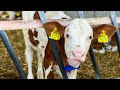 How Much Does It Cost To Stay At A Farm In Slovania