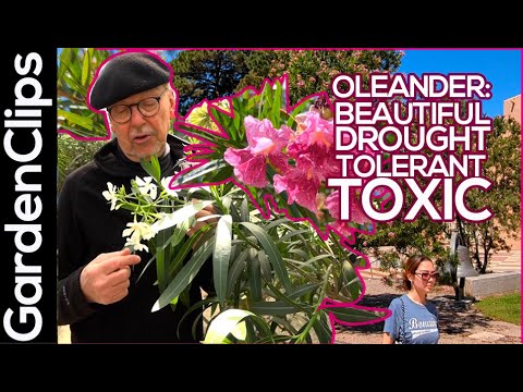 Oleander: Beautiful, Drought Resistant, and TOXIC!
