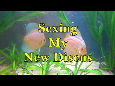 Tank Update: Sexing my new discus