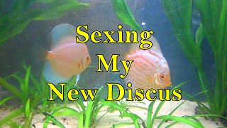 Tank Update: Sexing my new discus