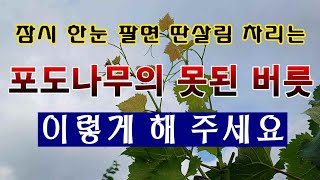 [텃밭농부 1,587]  잠시 한눈 팔면 딴 살림 차리는 포도나무의 못된 버릇 이렇게 해 주세요. #포도재배