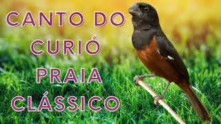 Canto de curió praia clássico para encarte e disputas.