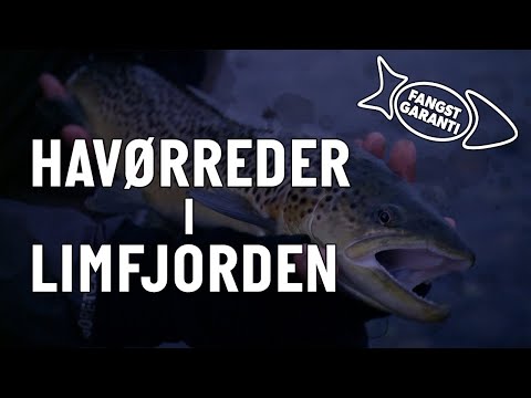 Havørredfiskeri i Limfjorden med Fangstgaranti