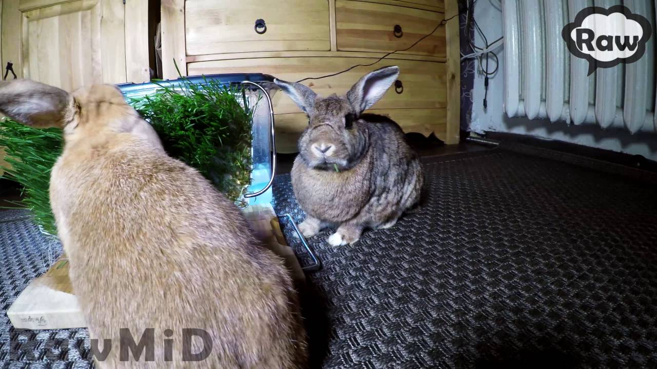 Проращиватель RawMID Dream Sprouter SDM-02 (затемненный корпус)