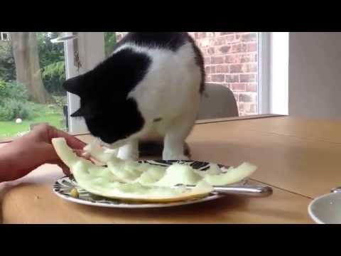 Neville the devil cat eating melon cute awesome cat video