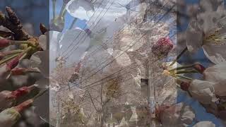 Hello ^_^ Cherry blossom my home town 2021