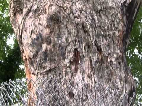 The Devil's Tree Video 2