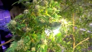 Starwars vs weed? DeathStar cannabis plant madness!!