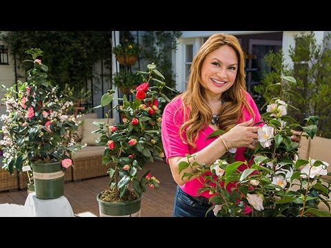 , title : 'Camellia Plants 101 With Shirley Bovshow
