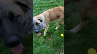 Video preview image #1 Black Mouth Cur-Unknown Mix Puppy For Sale in Wakefield, RI, USA