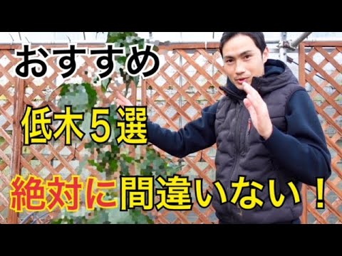 一年中緑豊かな庭園に適した非常に丈夫な常緑低木はどれですか?極端な気候に適した最も美しい 7 つを紹介します。  庭園