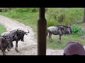 Kilimanjaro Safari Animal Kingdom Disney World