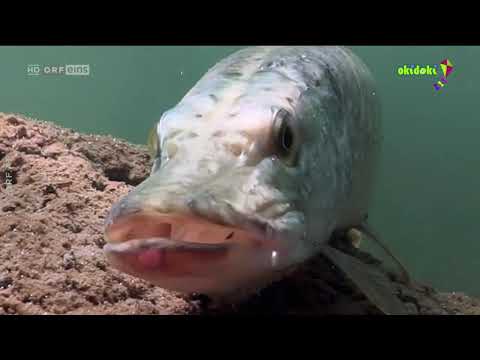 Tolle Tiere 【Sa, 21 10 2021】