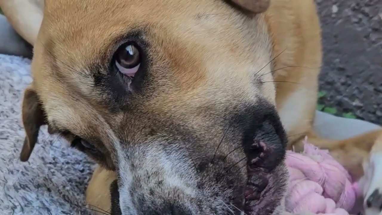 Enlarge Harley Scooby loves Toys, a Adoptable mixed breed in Palos Verdes Estates, CA video 6/6