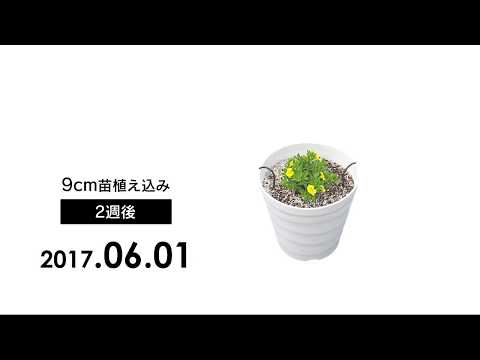 園芸 イエロービニョーネ