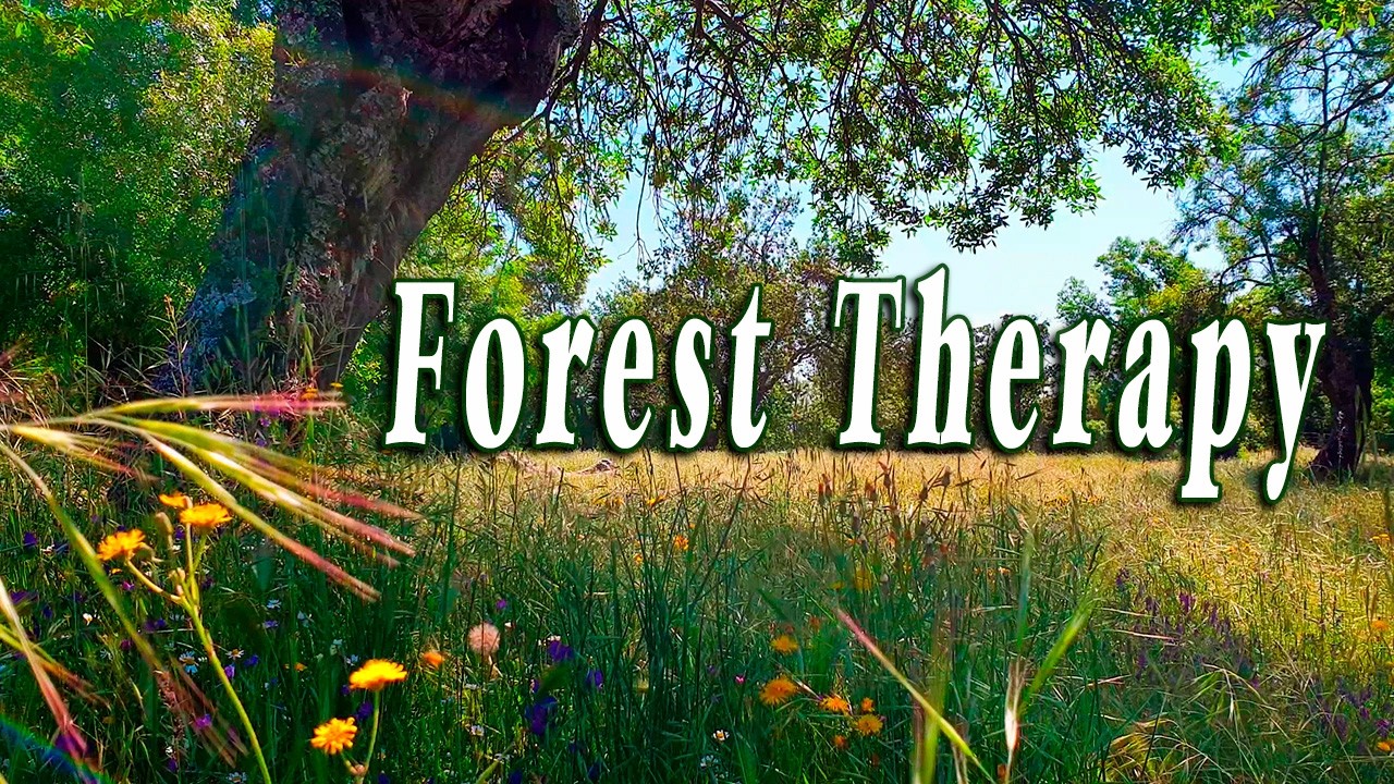 Healing Frequency Forest Therapy 🌳🌞 Begin Your Day with POSITIVE MORNING VIBRATIONS 🌳 Nature Sounds