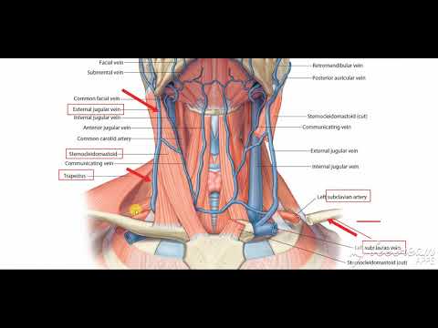 vessels in posterior triangle
