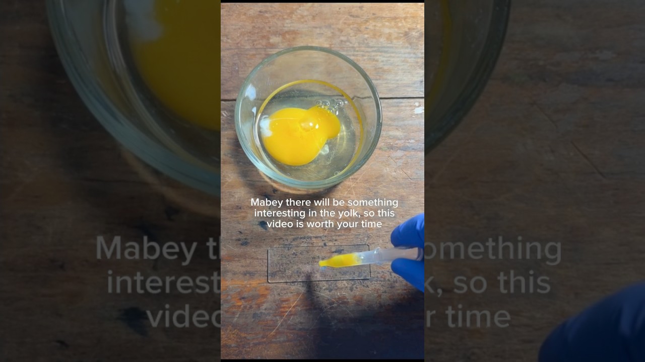 Egg Under a Microscope #microscope #science #microscopy