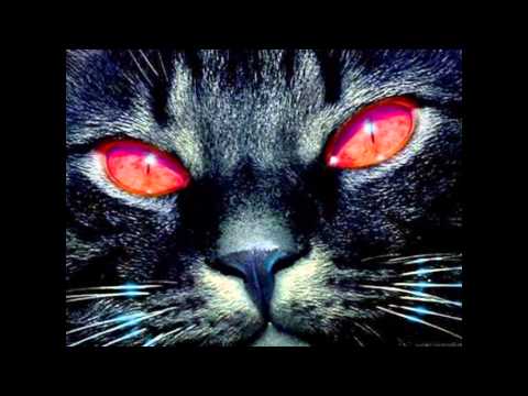 Epic cat pictures with background song
