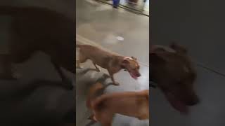 Video preview image #1 Boxer-Unknown Mix Puppy For Sale in Germantown, OH, USA