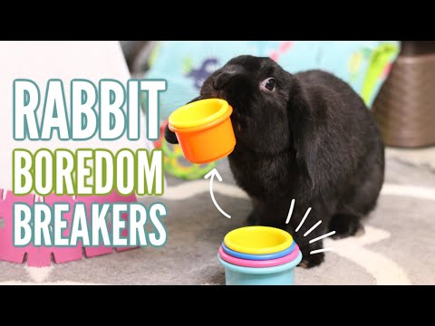 How to keep your rabbit BUSY