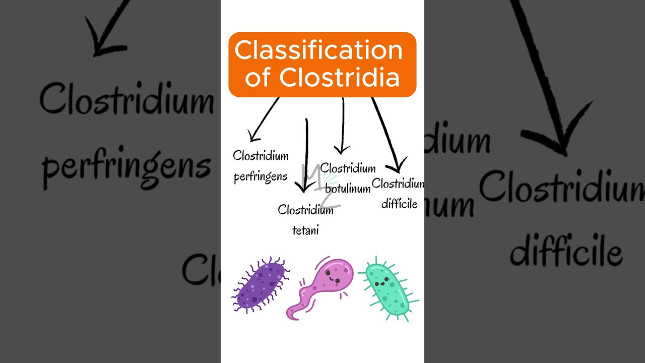 Classification of clostridia #clostridium #bacteriology