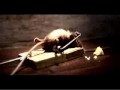 Nolan S Cheddar Wmv