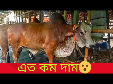 American Ranchers Raise 30,1 Million Beef Cattle This Way - American Cow Farm / caw farm