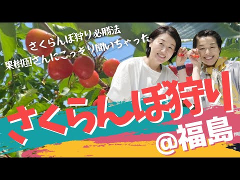 さくらんぼ狩り:さくらんぼ収穫のヒント 庭の練習