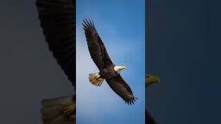 Download lagu surat Al-Qalam mp3 Download lagu surat Al-Qalam mp3